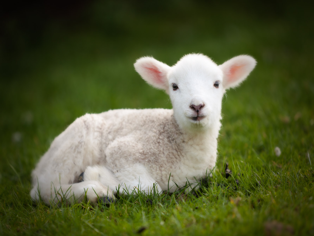 Meta.jpg